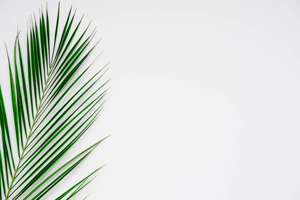 Cosmetics product advertising backdrop. white background with palm leaves - Foto, Imagen