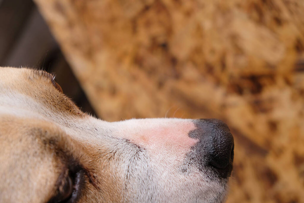 Μαύρη υγρή αμερικάνικη μύτη Staffordshire Terrier. Υγιές σκυλί. Κλείσε. Αντιγραφή χώρου. - Φωτογραφία, εικόνα