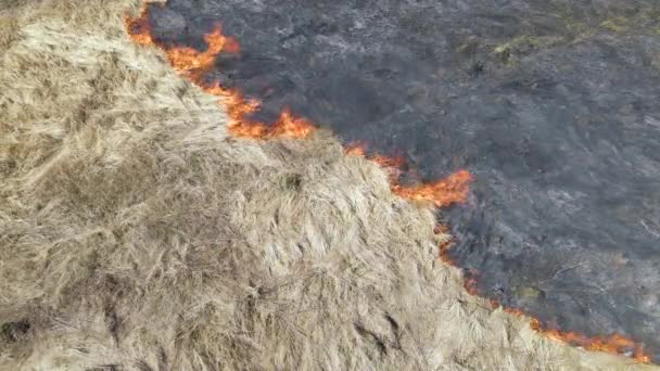 Légi felvétel a száraz évszakban vörös tűzzel égő gyeppályáról. Természeti katasztrófa és éghajlatváltozás - Felvétel, videó