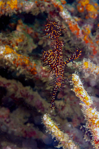 ornate ghost pipefish or harlequin ghost pipefish, Solenostomus paradoxus, is a false pipefish of the family Solenostomidae - Photo, Image