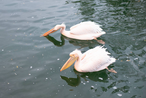 Pelikanen zwemmen in de zee en vangen voedsel. Zeevogels. - Foto, afbeelding