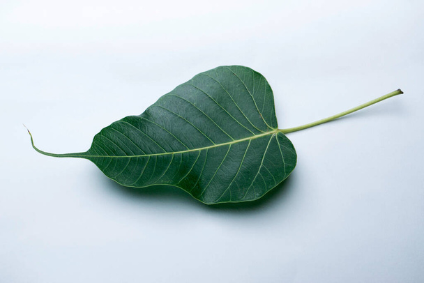 Φύλλο μποντί, Ficus religiosa, Satara, Maharashtra, Ινδία. Φύλλα που χρησιμοποιούνται για δερματικές παθήσεις στην Αγιουρβέδα - Φωτογραφία, εικόνα
