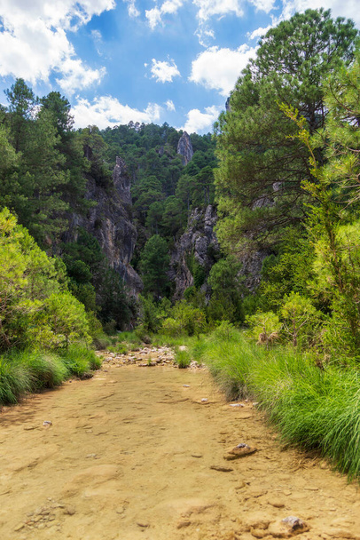 Ель - Парізал, що в Бесеїті (Теруель), є чудовим національним парком з буйними сосновими лісами для приємної прогулянки й відпочинку в природі (Іспанія). - Фото, зображення