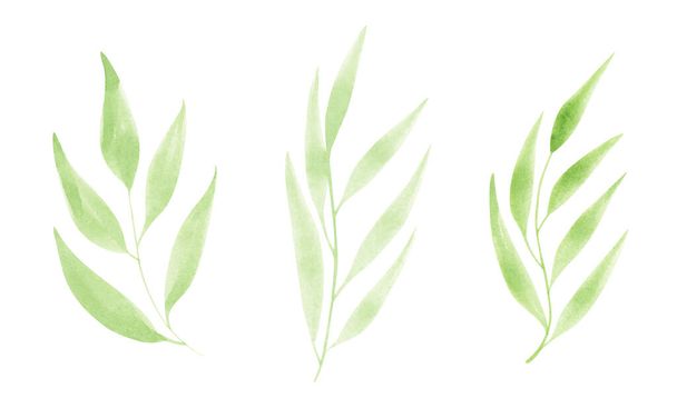 Set watercolor design elements of green leaves. Botanic illustration isolated on white background. - Foto, immagini