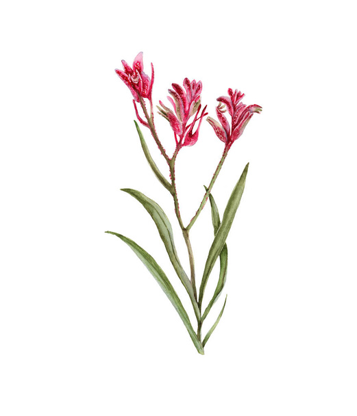 Australian flower. isolated on white background. - Zdjęcie, obraz