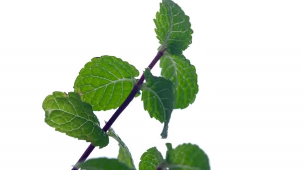 Закрытая мята растительного происхождения, растущая на подоконнике в цветочном горшке видеоклип крупным планом - Кадры, видео