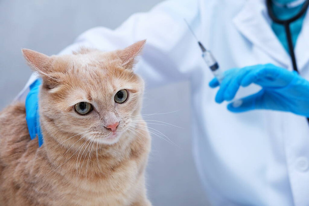Vaccination of pets. A red-haired cat at a vets appointment. A veterinarian with a syringe in his hands. - Foto, Imagem