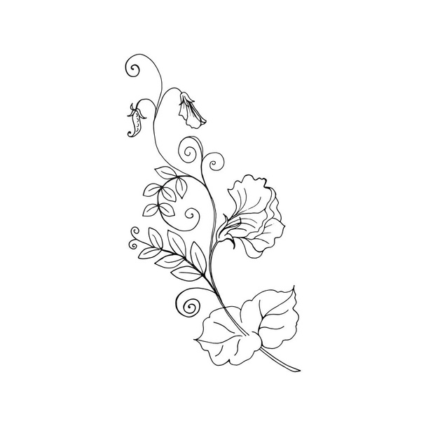 Sweet pea branch with flowers, leaves, pod. The isolated object on a white background, a linear black outline drawing. Vector illustration template for different design. - Vektör, Görsel