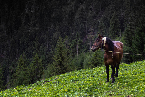 Caballo solitario en el campo protagonizado por lejos - Foto, imagen