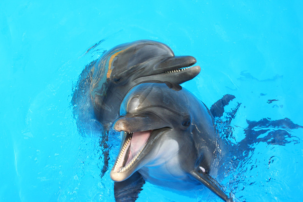 δύο δελφίνι που κολυμπά στην πισίνα - Φωτογραφία, εικόνα