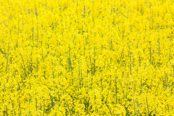 rapeseed field - Photo, Image