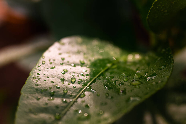 Gotas de lluvia recién caídas refrescan las hojas de las plantas en un huerto. - Foto, imagen