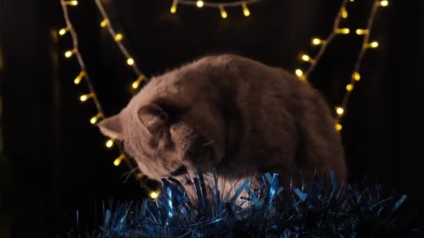 Кот празднует Рождество и Новый 2022 год - Кадры, видео