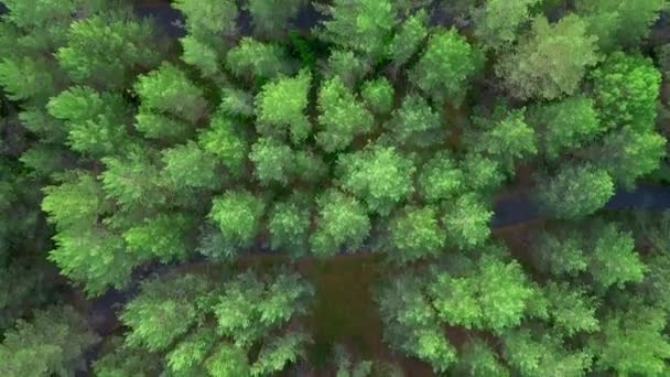 ヘリコプターからの森の眺め。クリップ。森の中の道路の横にある巨大な、背の高い緑の木 - 映像、動画