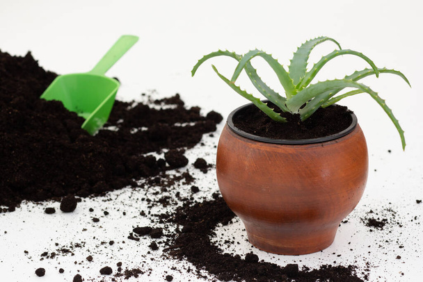 Aloe vera in brown clay pot on white background with scattered soil on it for replanting - Фото, изображение