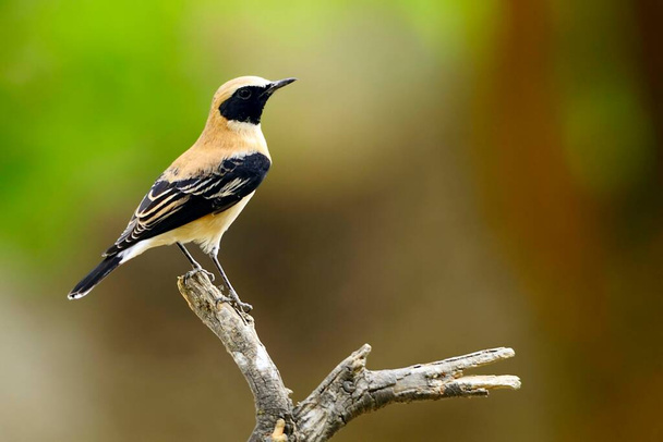 Oenanthe hispanica - La collalba rubia, es una especie de ave paseriforme de la familia Muscicapidae. - Photo, Image