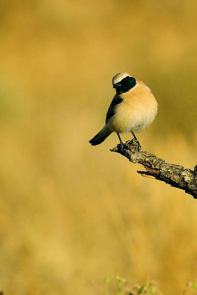 Oenanthe hispanica - La collalba rubia, es una specie de ave paseriforme de la familia Muscicapidae. - Valokuva, kuva