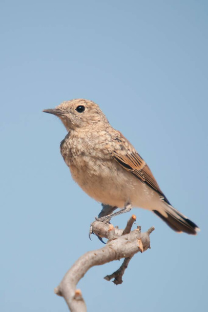 Enanthe hispanica - La collalba rubia, es una especie de ave paseriforme de la familia Muscicapidae. - Foto, imagen