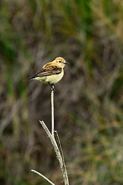 Enanthe hispanica - La collalba rubia, es una especie de ave paseriforme de la familia Muscicapidae. - Foto, imagen