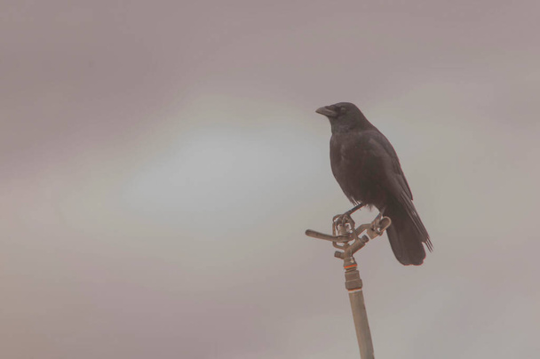 Corvus corax - A nagy varjú, a Corvidae családba tartozó passerine madárfaj. - Fotó, kép