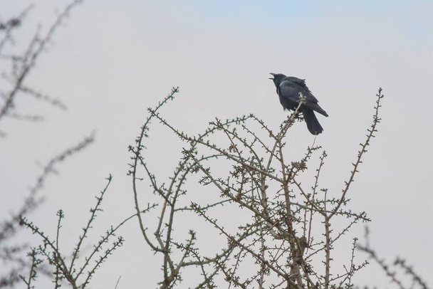 Corvus corax - Το μεγάλο κοράκι, είναι ένα είδος περαστικού πουλιού στην οικογένεια Corvidae. - Φωτογραφία, εικόνα