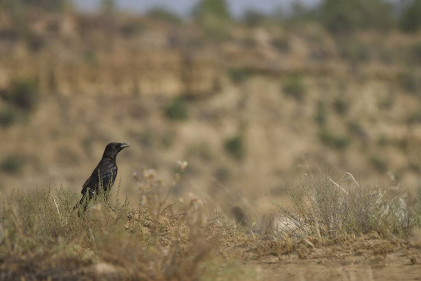 Corvus corax é uma espécie de ave da família Corvidae.. - Foto, Imagem