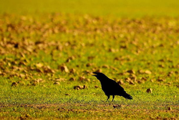 Corvus corax - Το μεγάλο κοράκι, είναι ένα είδος περαστικού πουλιού στην οικογένεια Corvidae. - Φωτογραφία, εικόνα
