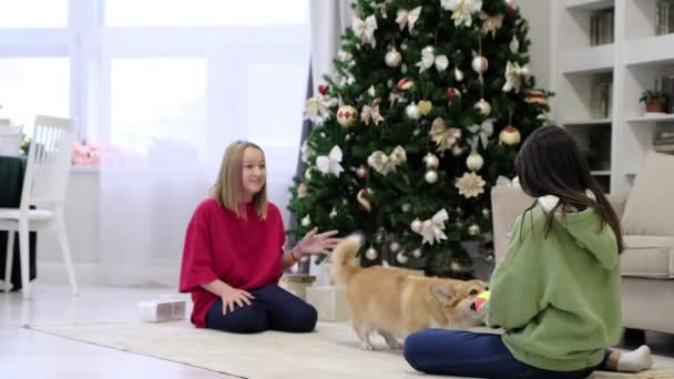 Piccolo cane corgi con due ragazze adolescenti che giocano e si divertono. Albero di Natale sullo sfondo. soft focus selettivo - Filmati, video