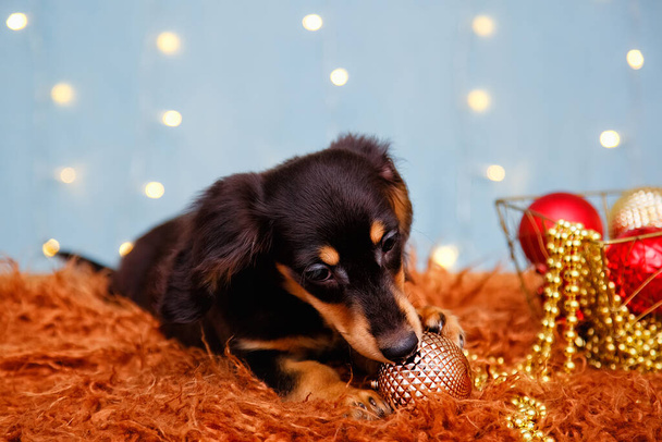 Ένα μακρυμάλλης dachshund κουτάβι σε μπλε φόντο με γιρλάντα φώτα και χριστουγεννιάτικα στολίδια. - Φωτογραφία, εικόνα