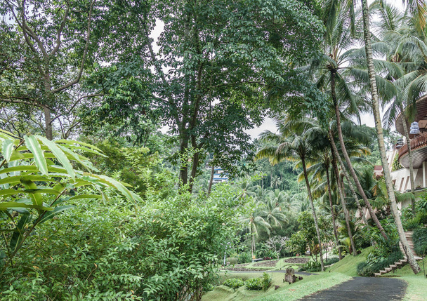 Tropisch groen landschap op Bali - Foto, afbeelding