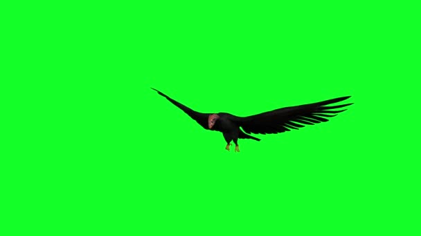 3d animation -  condor in flying  on green screen - Footage, Video