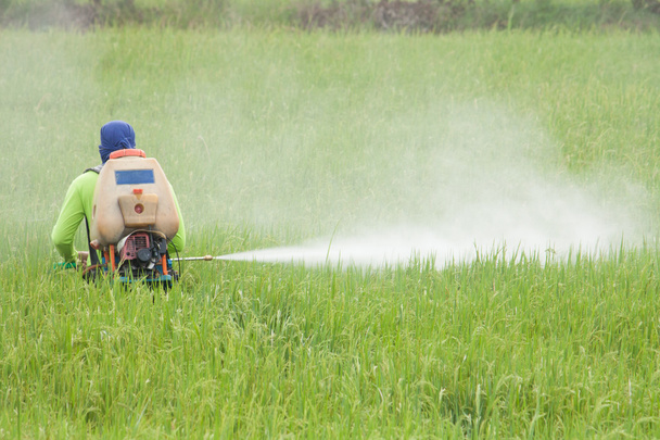 Landwirt versprüht Pestizid im Reisfeld - Foto, Bild