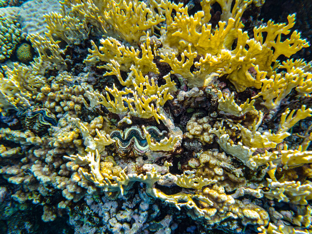 Κοράλλια Ερυθράς Θάλασσας closeup sharm el sheikh. - Φωτογραφία, εικόνα