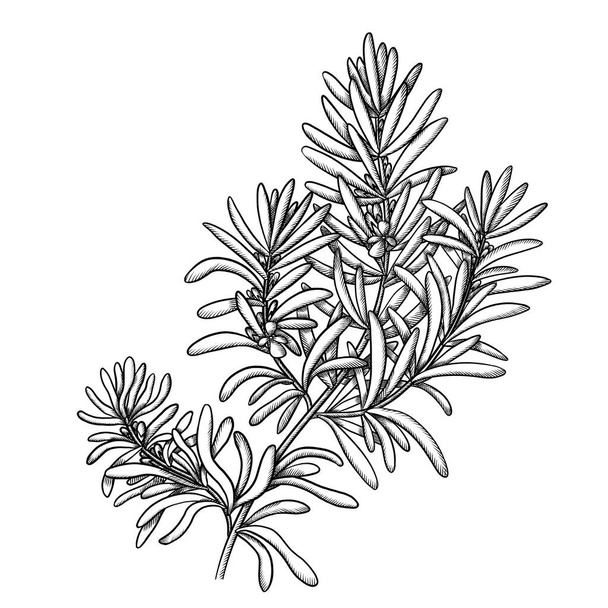 branch of medicinal rosemary with flowers sketch isolated - Fotó, kép