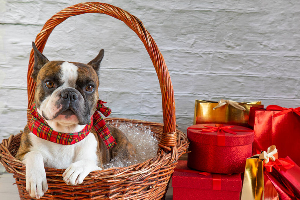 Boston Terrier a kosárban körülvéve szilveszteri ajándékokkal, ünnepi karácsonyi és újévi hangulattal - Fotó, kép