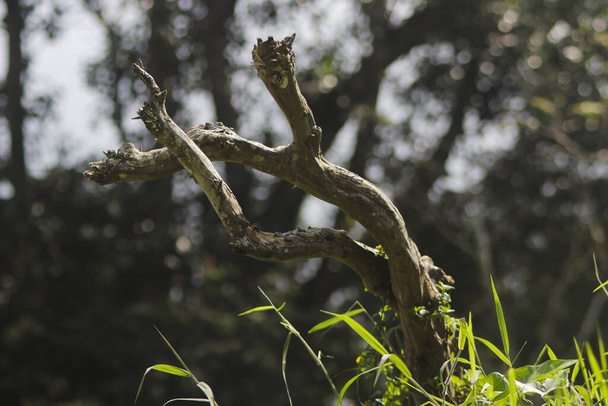 Гілки мертвого дерева з розмитим тлом
 - Фото, зображення