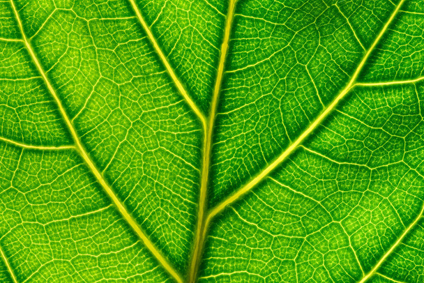 Schöne und detaillierte Nahaufnahme eines hinterleuchteten grünen Blattes mit gelben Adern - Foto, Bild