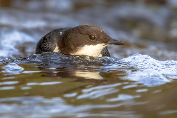 White-throated dipper (cinclus cinclus) aquatic bird foraging in fast flowing water of a creek in natural habitat. The dipper is searching for food below the water level. Wildlife scene in nature. - Photo, Image