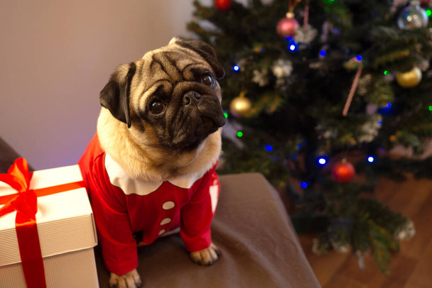 Christmas card funny pet. Cute pug dog sitting with gift on Christmas tree background. Merry Christmas and Happy New Year. - Фото, изображение