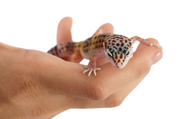 Леопардовый геккон или Eublepharis macularius на руке изолированы на белом фоне с клипсом путь и полная глубина поля - Фото, изображение