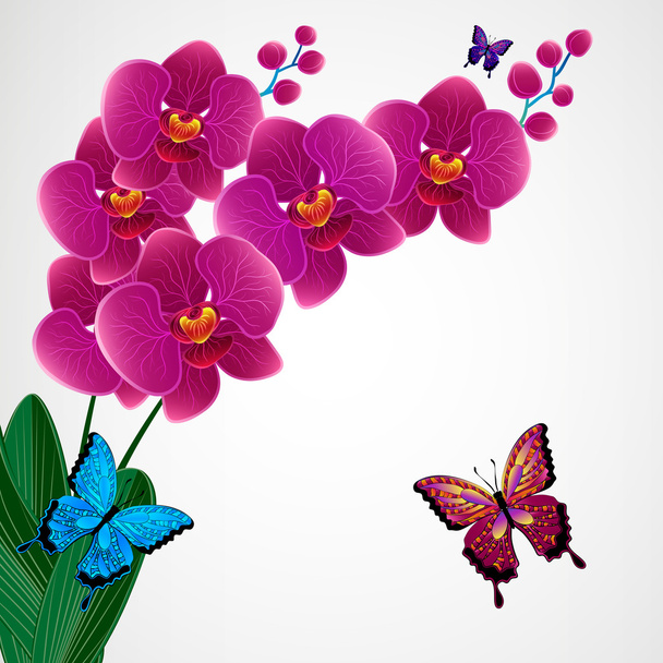 Floral design background. Orchid flowers with butterflies. - Vecteur, image