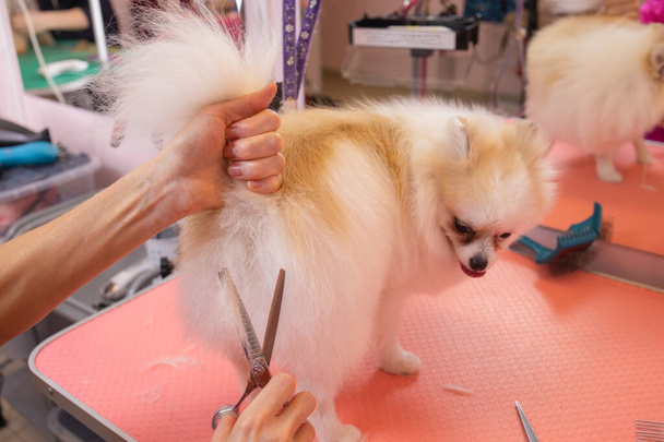 grooming dogs Spitz Pomeranian in the cabin. - Photo, Image