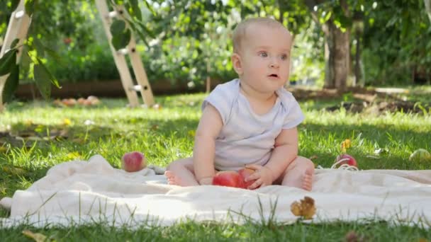 Petit garçon cueillant des pommes mûres sous un pommier dans le jardin. Concept de développement de l'enfant, parentalité et alimentation biologique saine. - Séquence, vidéo