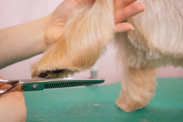 yorkshire terrier getting his hair cut at the groomer. - Valokuva, kuva