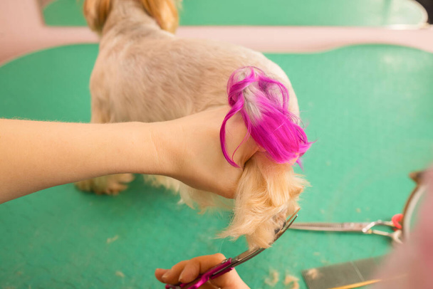 yorkshire terrier getting his hair cut at the groomer. - 写真・画像