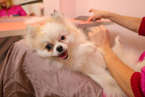 grooming dogs Spitz Pomeranian in the cabin. - Photo, Image