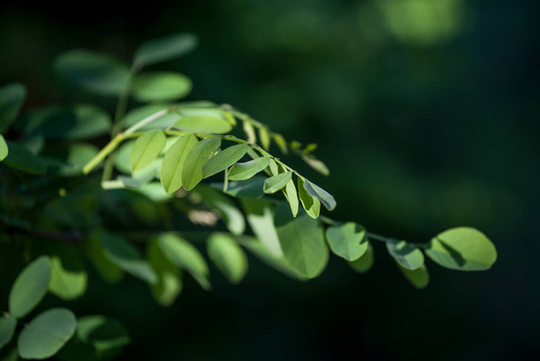 夏に、ヨーロッパのアカシアの緑の枝に選択的なぼかしと閉じます。ヨーロッパではよく見られる木です - 写真・画像