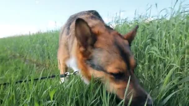 Hund frisst Gras. Die Gründe für den Verzehr von Gras können sein: Auffüllung von Vitaminmangel in der Ernährung, Probleme mit Magen und Verdauung, Reinigung des Magens von Wolle - Filmmaterial, Video