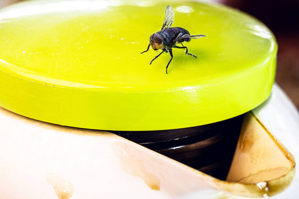 voar sobre o inseto garrafa de café sobre o corpo. problema de inseto interior - Foto, Imagem