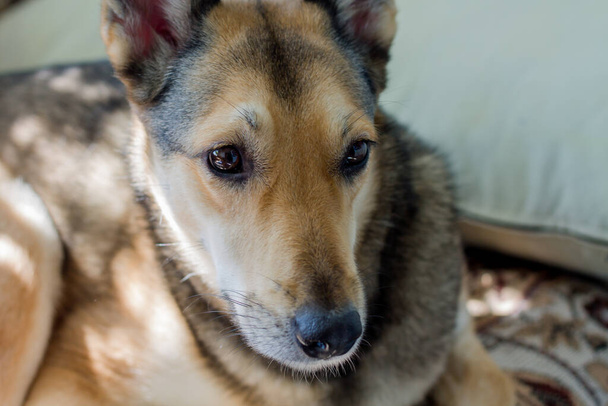 На дивані лежить великий монгольський собака. красивий червоний колір з чорними смугами у собаки. домашні тварини взяті з притулку
. - Фото, зображення